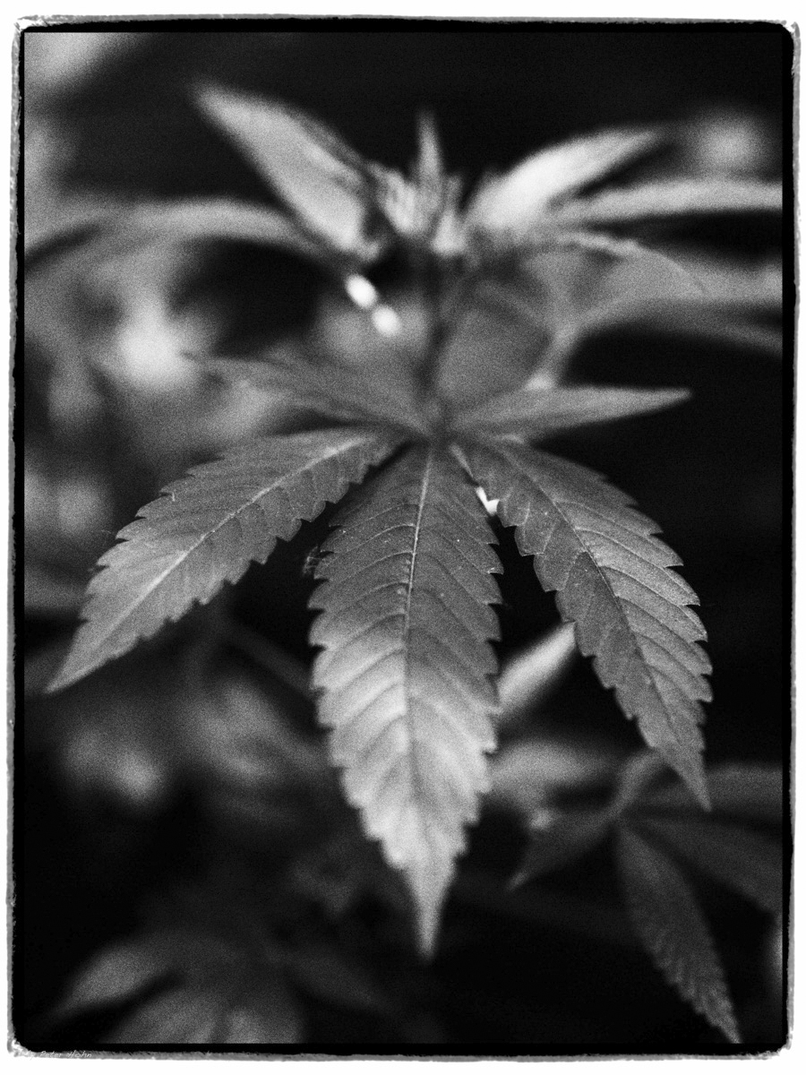 Peter Hohn - Natural Minimalism — Edition #832