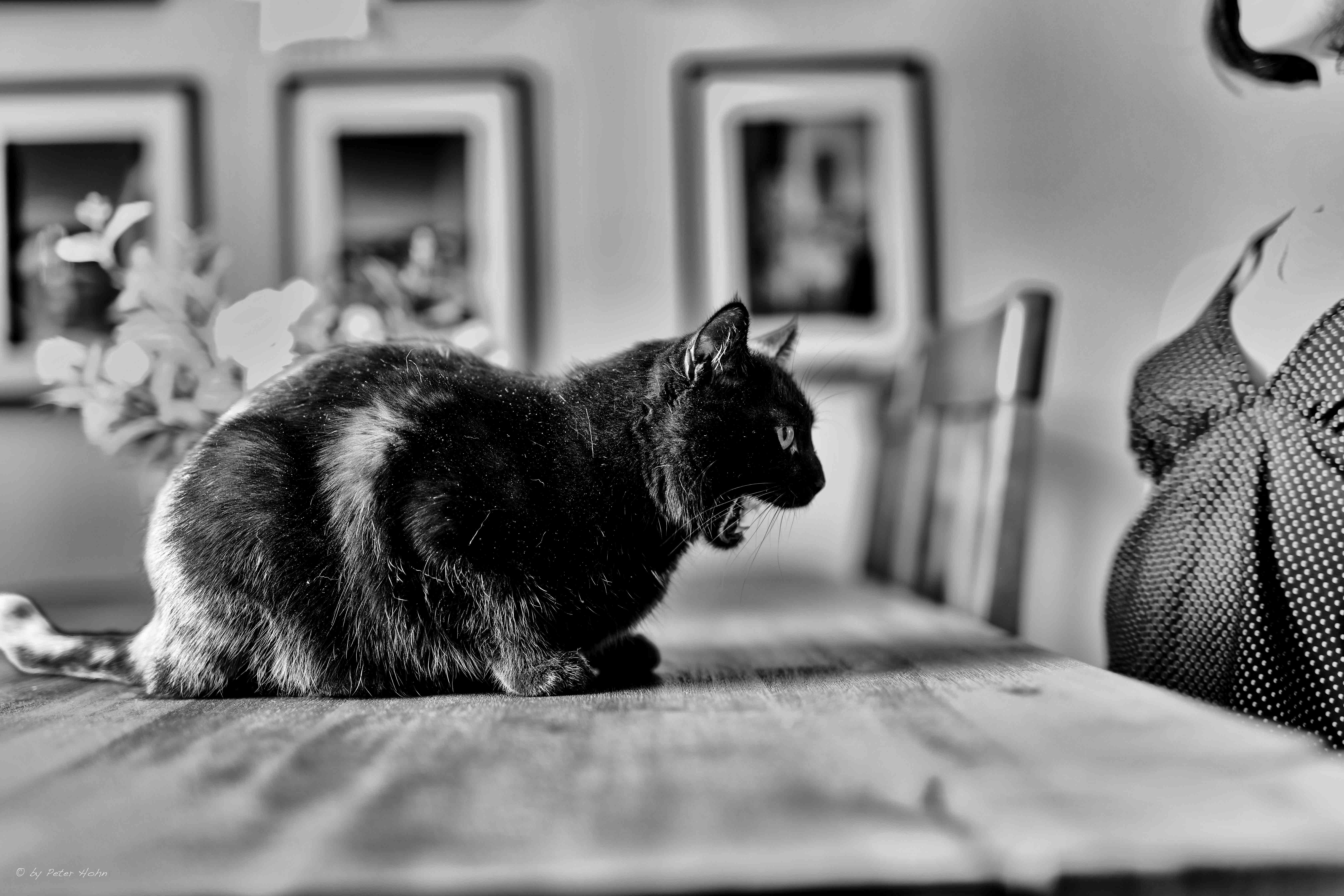 Tiere